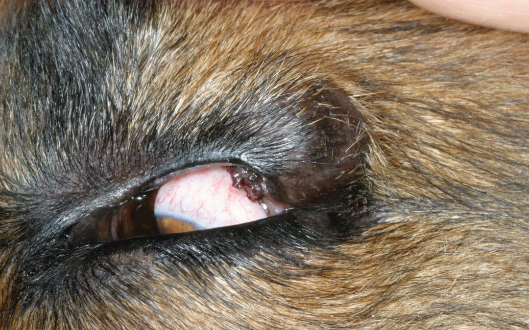 Cryosurgery is the best choice for older dogs with a benign meibomian gland eyelid tumorA solution with a 96% cure rate