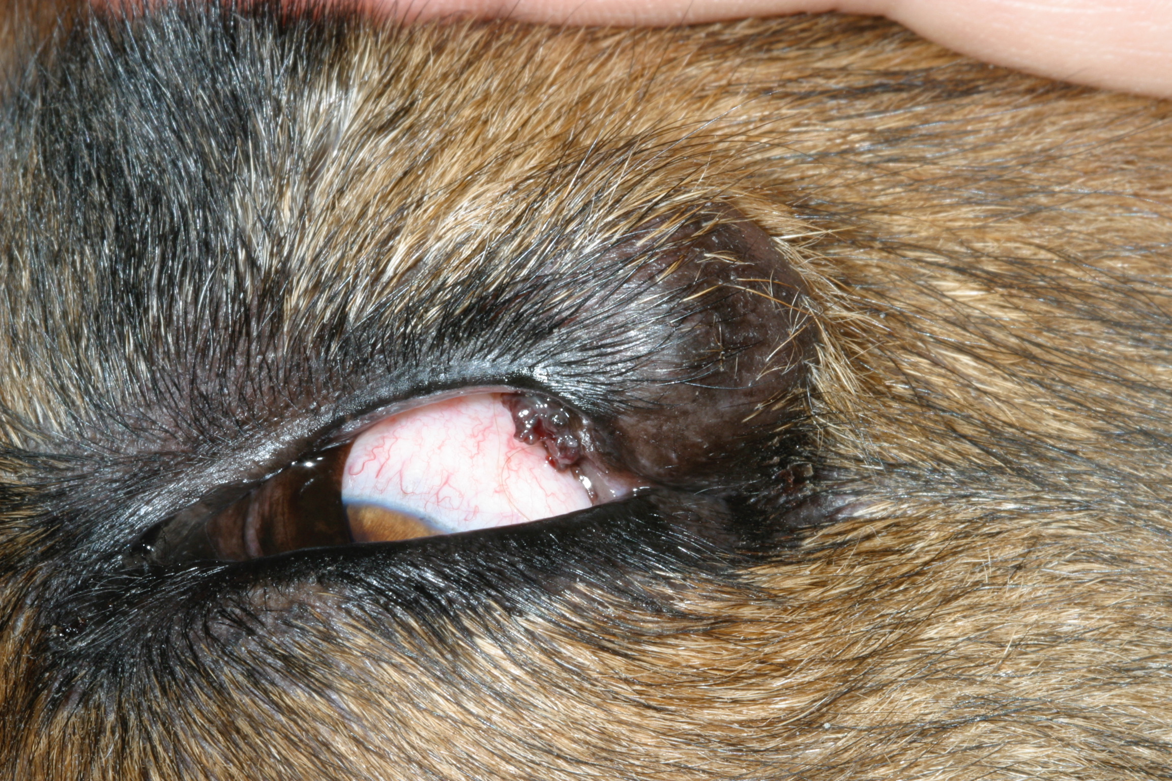 what is the bump on my dogs eyelid