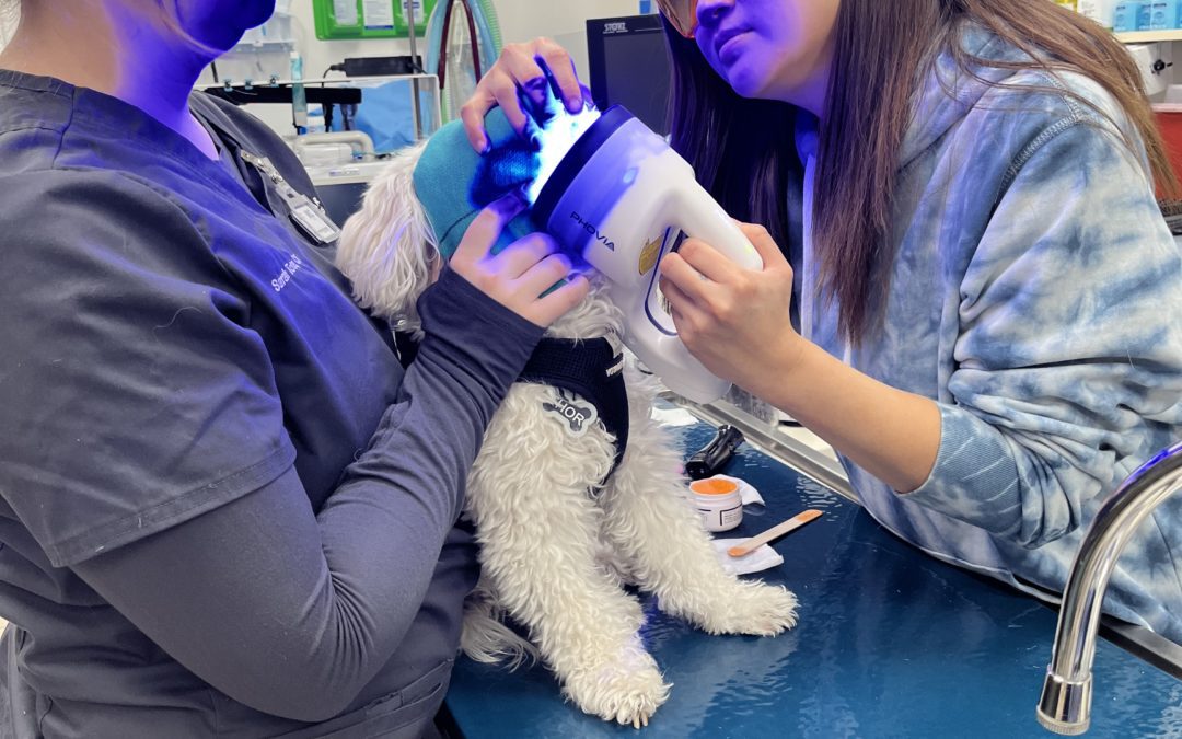 New Phovia Fluorescent Light Therapy Heals Wounds FasterCats and dogs benefit from this non-invasive treatment