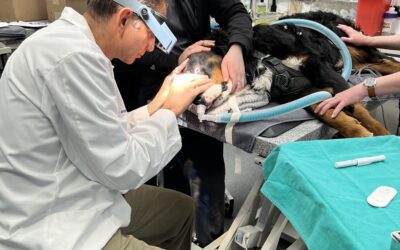 Canine Cataracts: Expert InsightsDiagnosis and Treatment Options