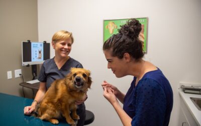 What to expect for dogs and cats at the veterinary ophthalmologistInformation for GPs and pet parents before an eye specialist appointment at Mountain Star