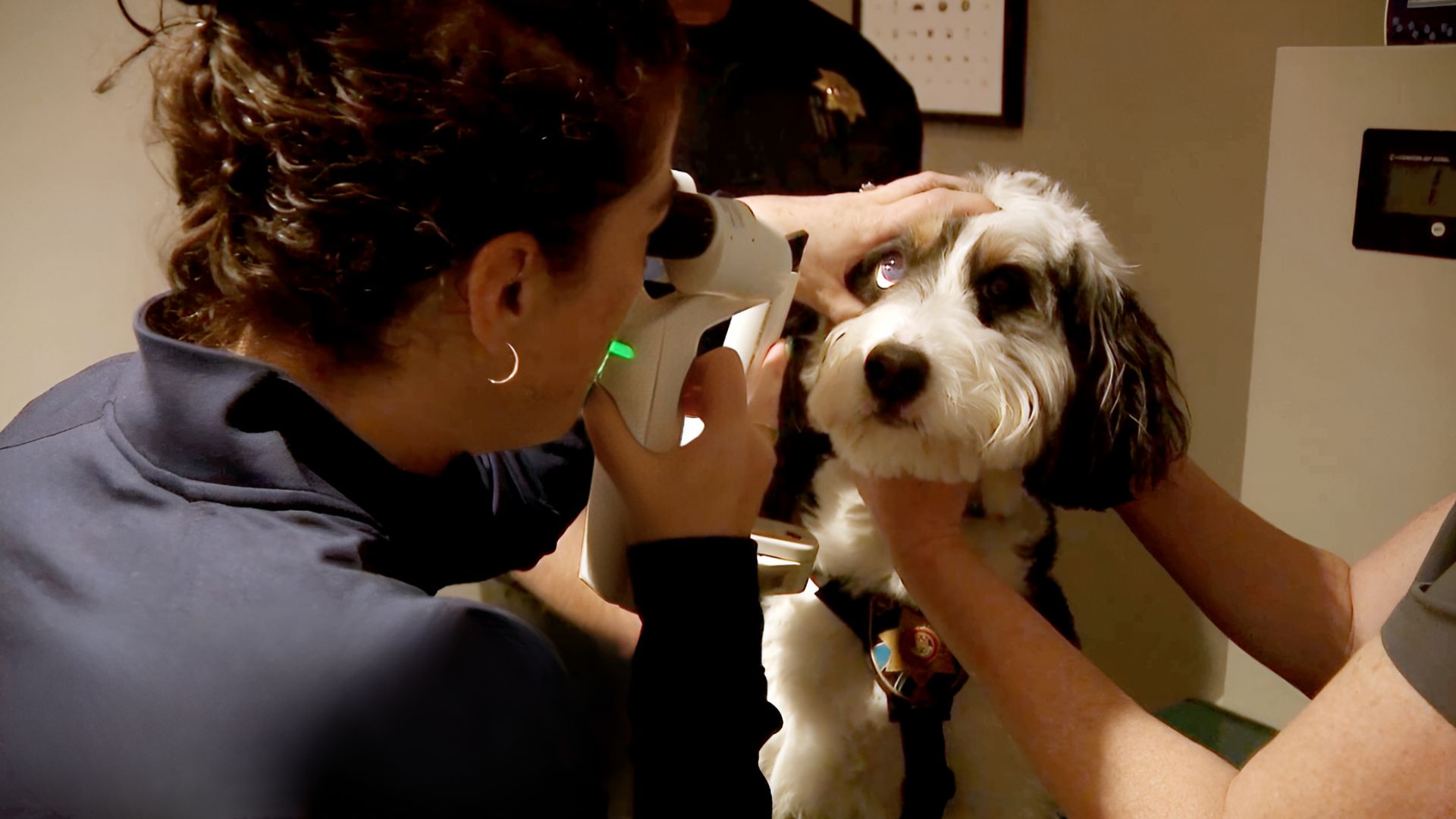eye screenings img Vet examining a dog's eye