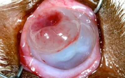From Enucleation Recommendation to Vision Preservation: A Rattlesnake Bite Success Story