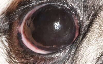 New Surgical Treatment for Pigmentary Keratitis in Pugs – Medial Canthoplasty